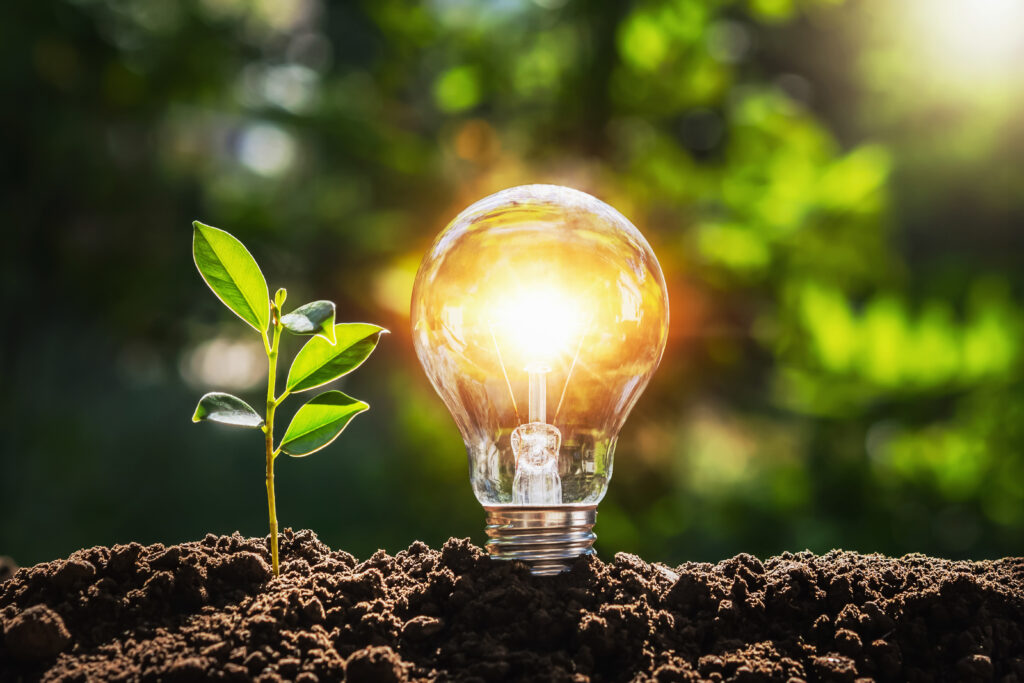 renewable energy - lightbulb and tree with sunlight on soil