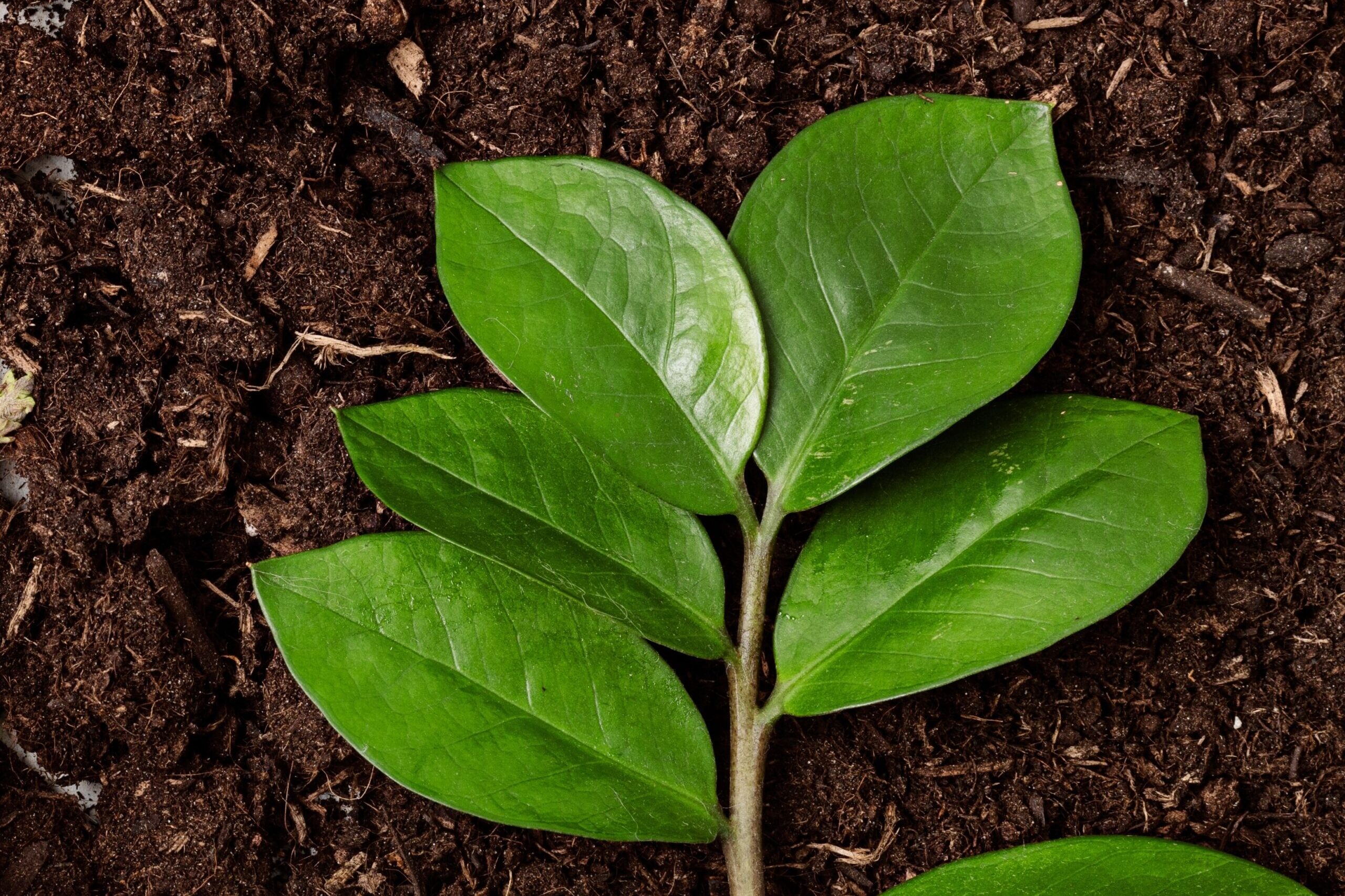 rich soil with a leaf on top